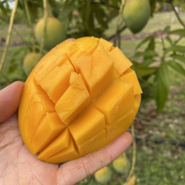 Angie Mango *Pre-Order*