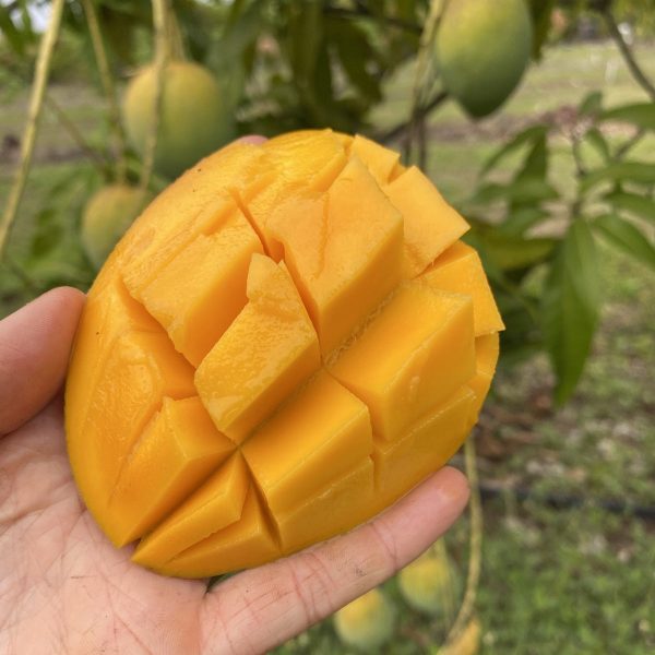 Angie Mango *Pre-Order* - Image 2