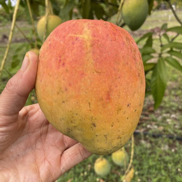 Angie Mango *Pre-Order* - Image 4