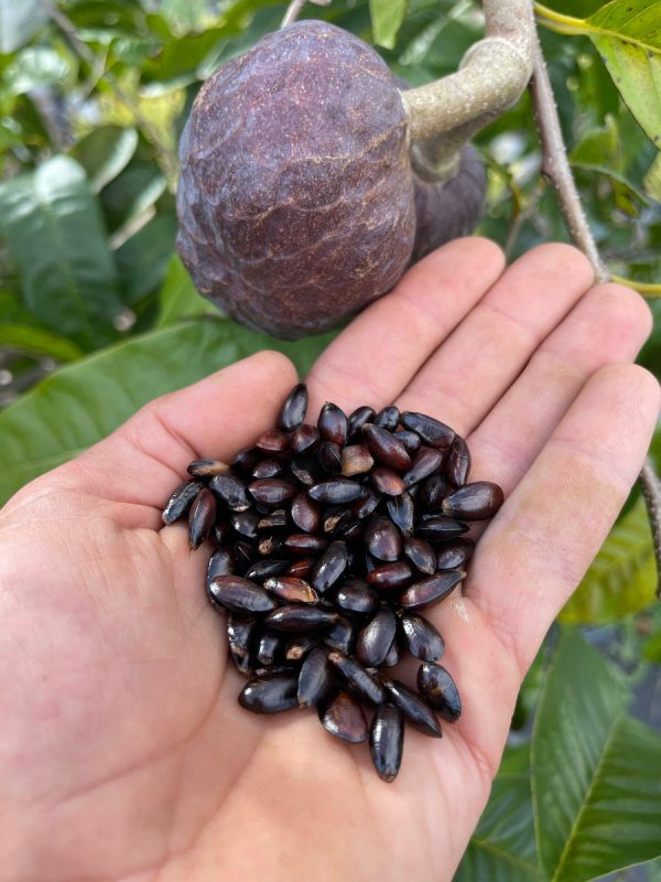 Annona Reticulata Seeds - (Red Custard Apple Seeds) - Image 3
