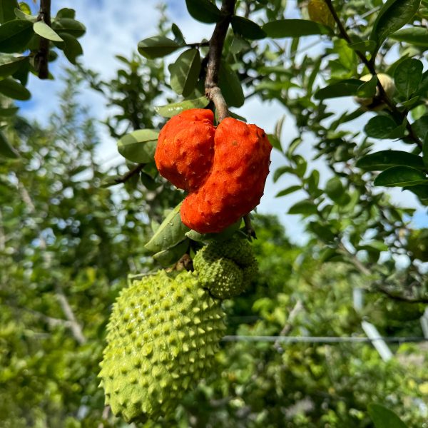 Annona Spinescens Seeds - (Orange Soursop Seeds) - Image 4