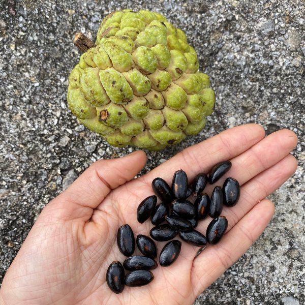 Annona Squamosa Seeds - (Green Sugar Apple Seeds) - Image 2