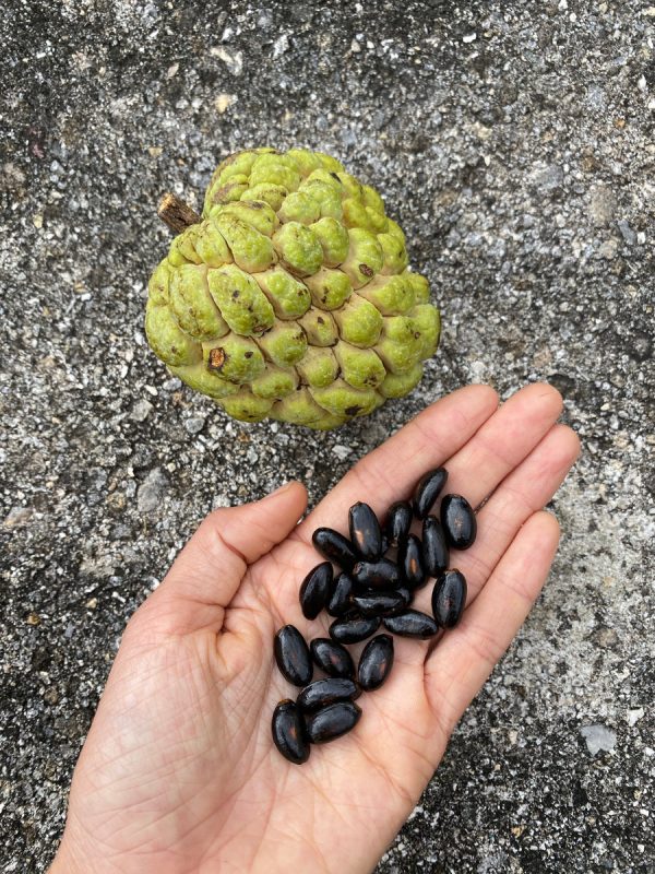 Annona Squamosa Seeds - (Green Sugar Apple Seeds) - Image 4
