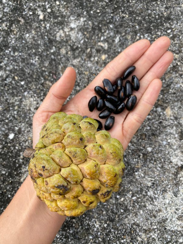 Annona Squamosa Seeds - (Green Sugar Apple Seeds) - Image 3
