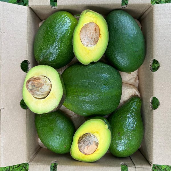 Avocado *Pre-Order* - Image 4
