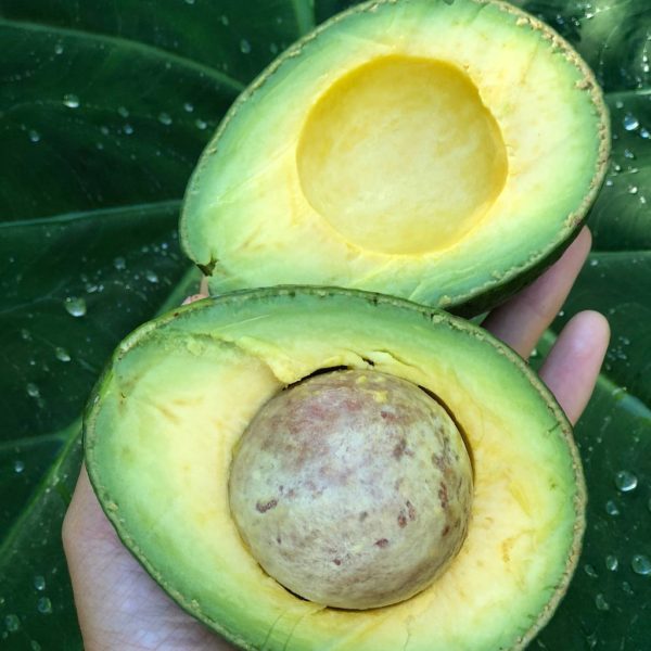 Avocado *Pre-Order*