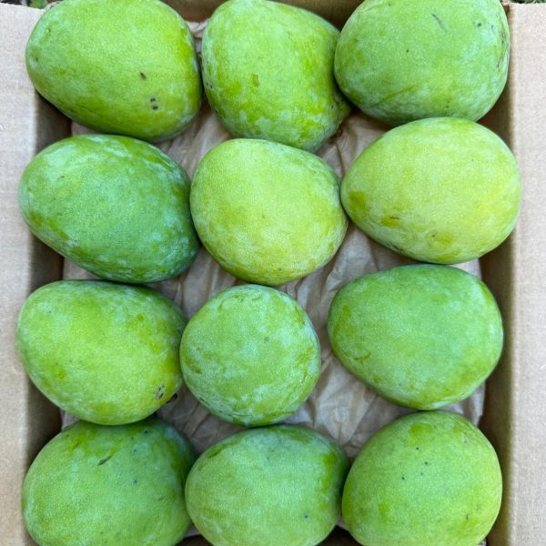 Baby Green (Unripe) Mango *Pre-Order* - Image 3