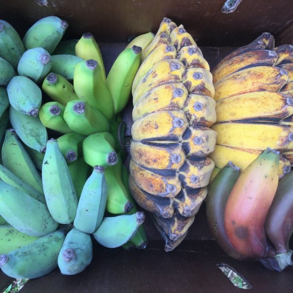 Banana Variety Box
