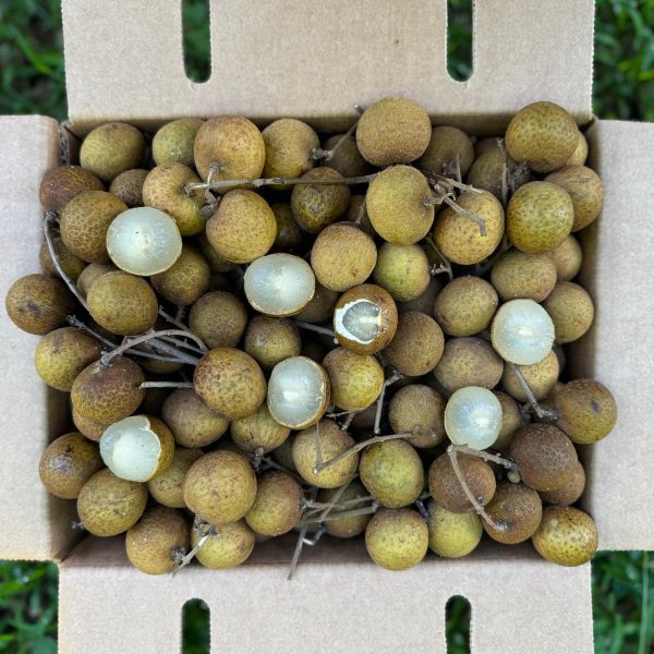 Biew Kiew (BQ) Longan *Pre-Order* - Image 3