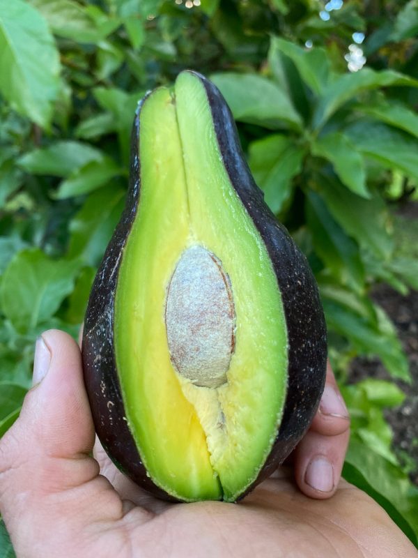 Black Avocado *Pre-Order*