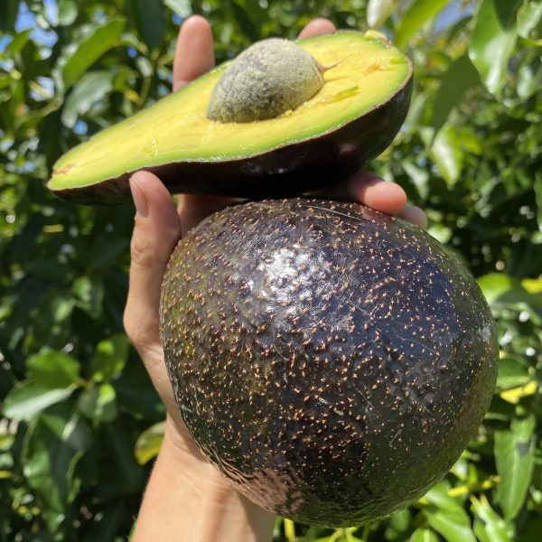 Black Avocado *Pre-Order* - Image 4