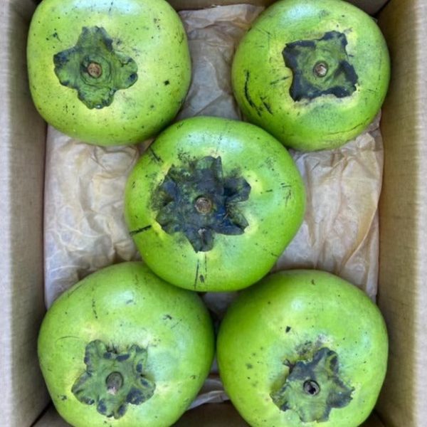 Black Sapote - Image 4