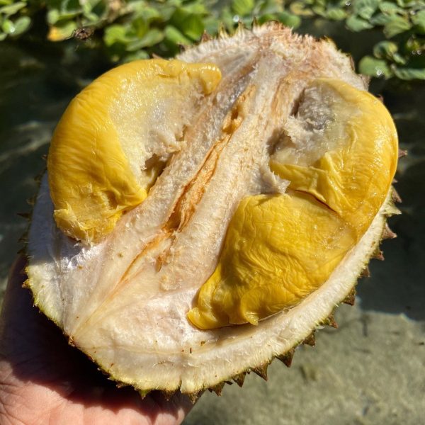 Black Thorn Durian *Pre-Order* - Image 2