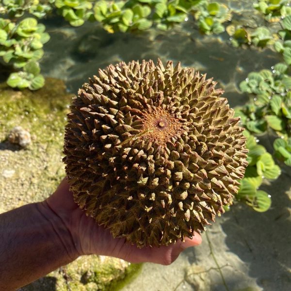 Black Thorn Durian *Pre-Order* - Image 3