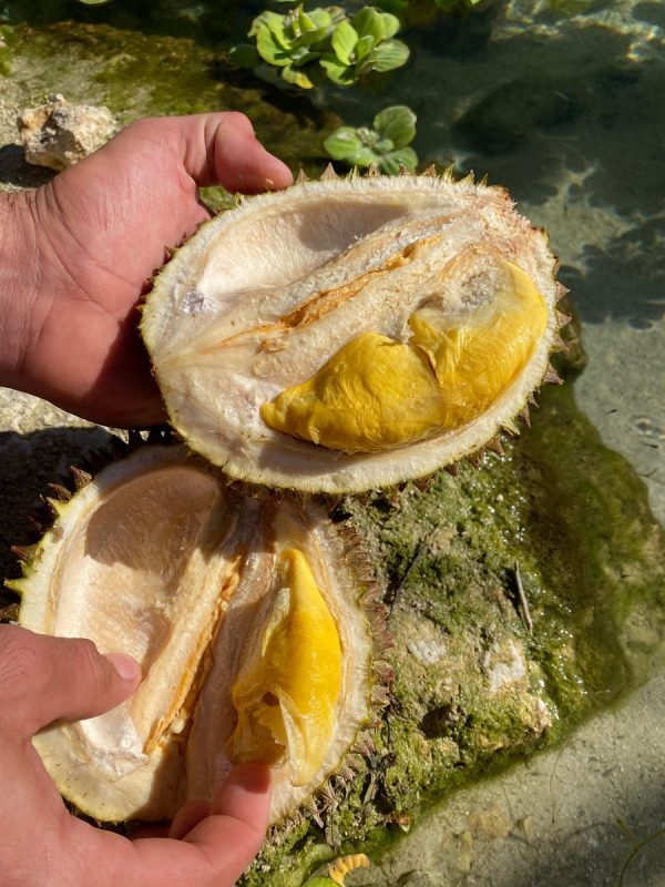 Black Thorn Durian *Pre-Order* - Image 4