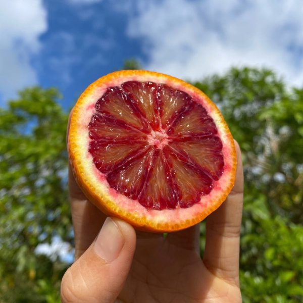 Blood Orange *Pre-Order*