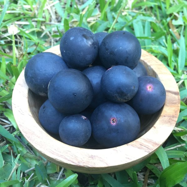 Blue Grape *Pre-Order* - Image 2