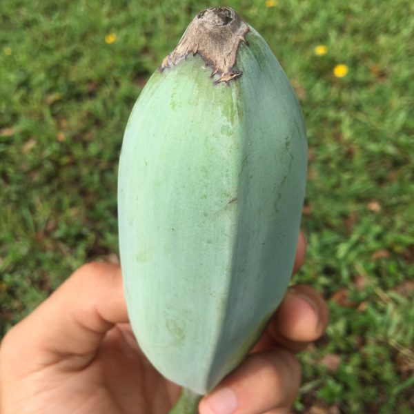 Blue Java (Ice Cream) Banana *Pre-Order*