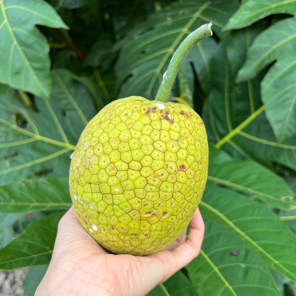 Breadfruit (Ulu) Box *Pre-Order* - Image 2