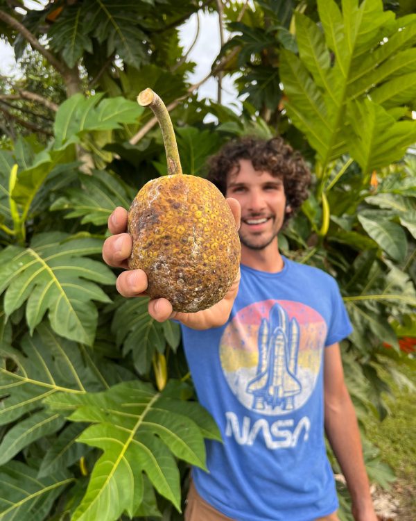 Breadfruit (Ulu) Box *Pre-Order* - Image 4
