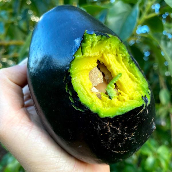 Brogden Avocado *Pre-Order* - Image 2