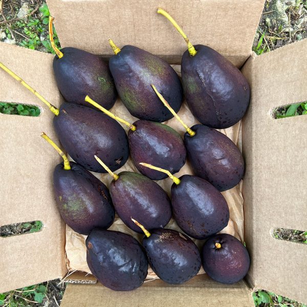 Brogden Avocado *Pre-Order* - Image 3