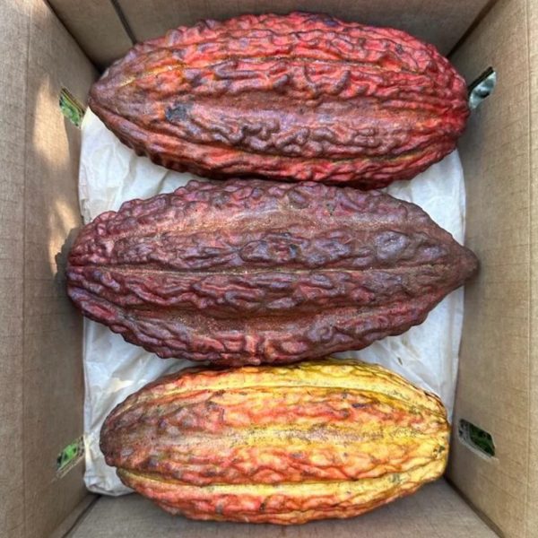 Cacao (Chocolate) - Image 3