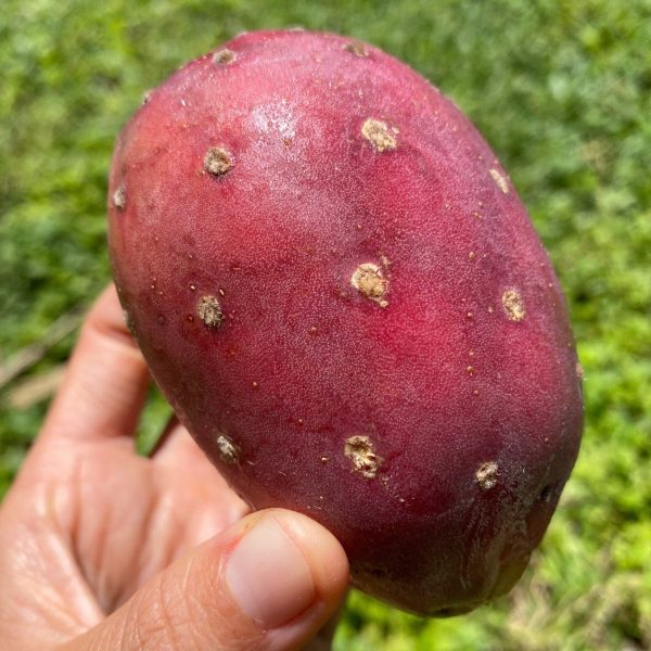 Cactus Fruit (Prickly Pear) *Pre-Order* - Image 2