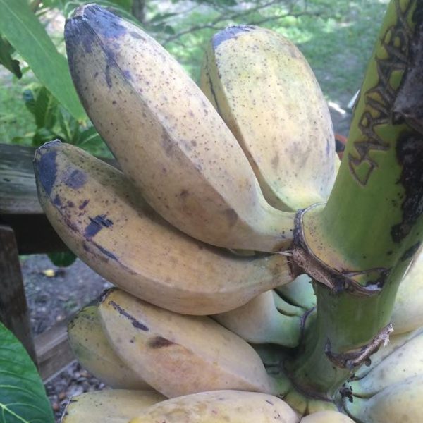 Cardaba Banana *Pre-Order*