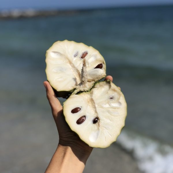 Cherimoya *Pre-Order*