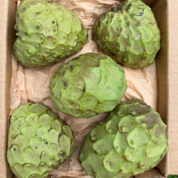 Cherimoya *Pre-Order* - Image 3