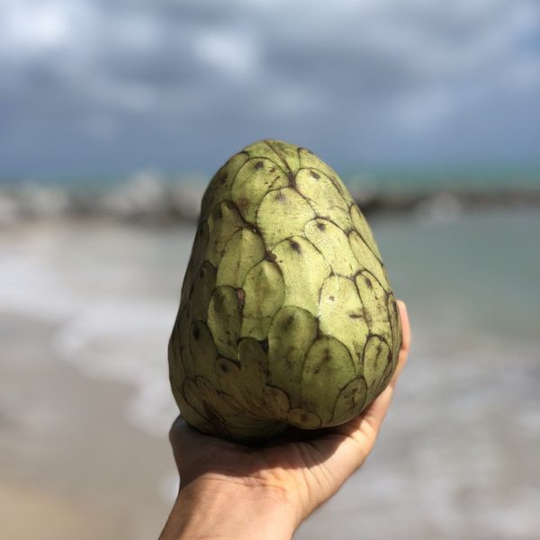 Cherimoya *Pre-Order* - Image 4