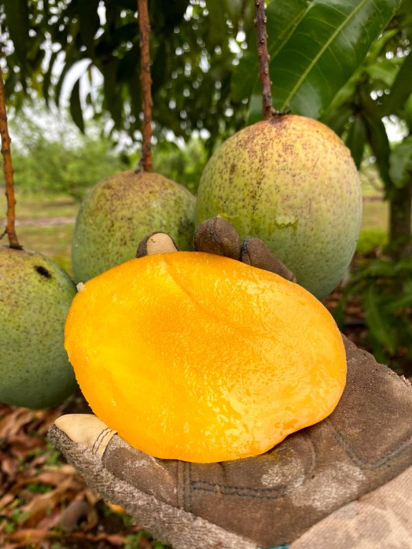 Coconut Cream Mango *Pre-Order* - Image 2