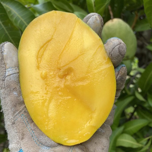 Coconut Cream Mango *Pre-Order* - Image 4