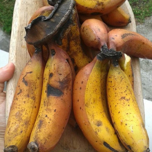 Cuban Red Banana *Pre-Order* - Image 2