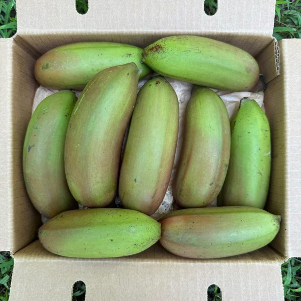 Cuban Red Banana *Pre-Order* - Image 3