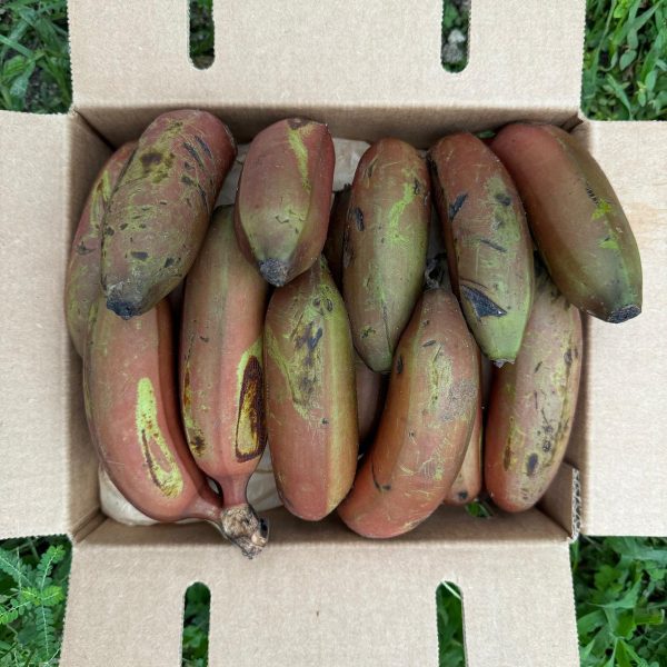 Cuban Red Banana *Pre-Order* - Image 4