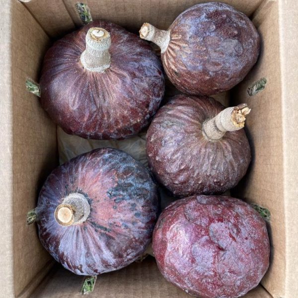Custard Apple *Pre-Order* - Image 4