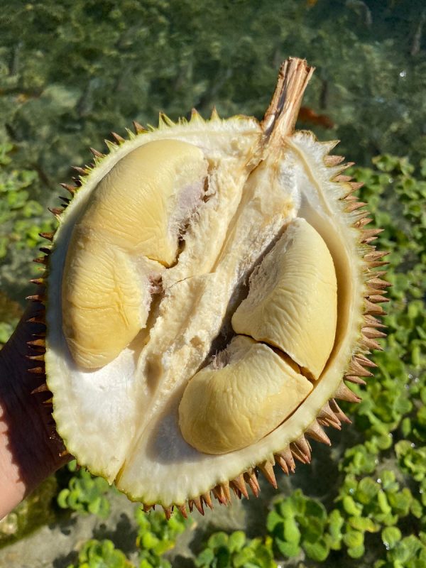 D24 (Sultan) Durian *Pre-Order* - Image 4