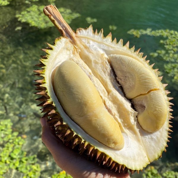 D24 (Sultan) Durian *Pre-Order* - Image 2