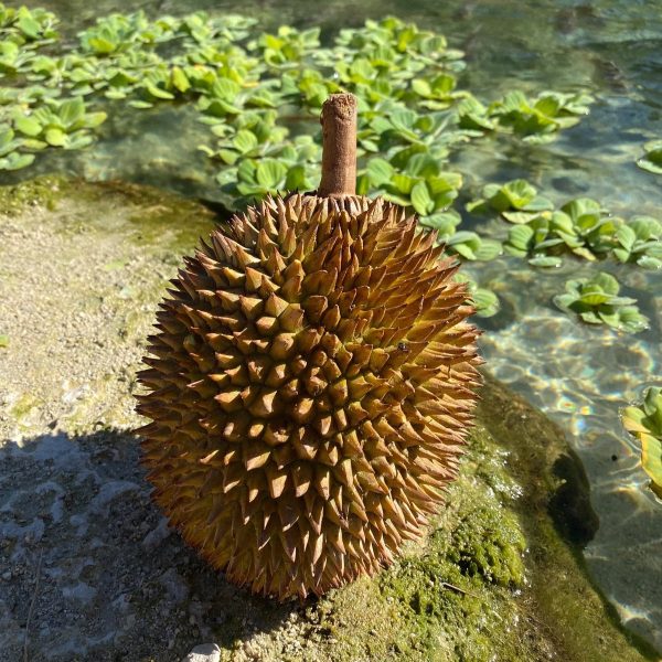 D24 (Sultan) Durian *Pre-Order* - Image 3