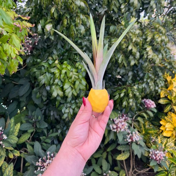 Decorative Stick-On Potted Pineapple Top - Image 4