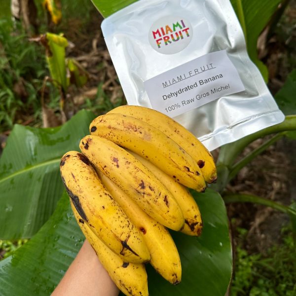 Dehydrated Gros Michel Banana