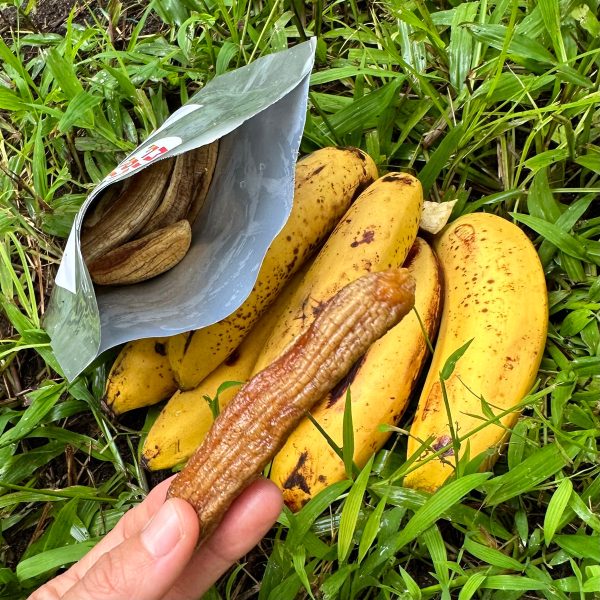 Dehydrated Gros Michel Banana - Image 3