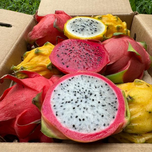 Dragonfruit Mix Box *Pre-Order* - Image 3