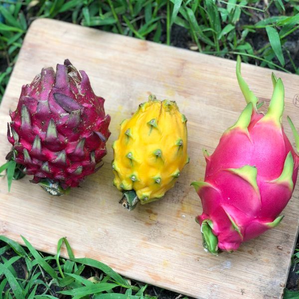 Dragonfruit Mix Box *Pre-Order* - Image 4