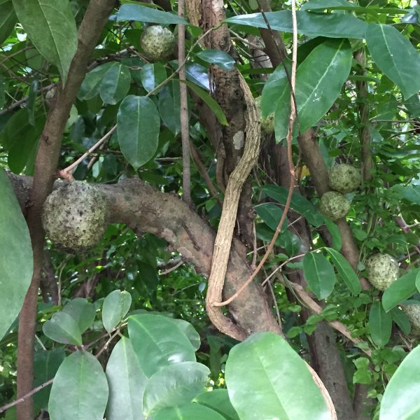 Dried Mountain Soursop Leaves - Image 4