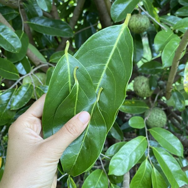Dried Mountain Soursop Leaves - Image 3