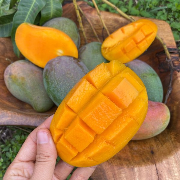 East Indian Mango *Pre-Order* - Image 2