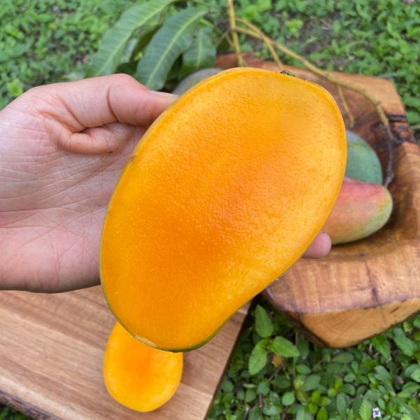 East Indian Mango *Pre-Order* - Image 3